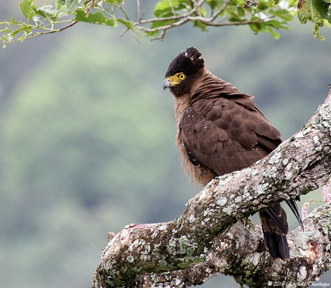 Crested Serpent-Eagle (Crested) - ML379166821