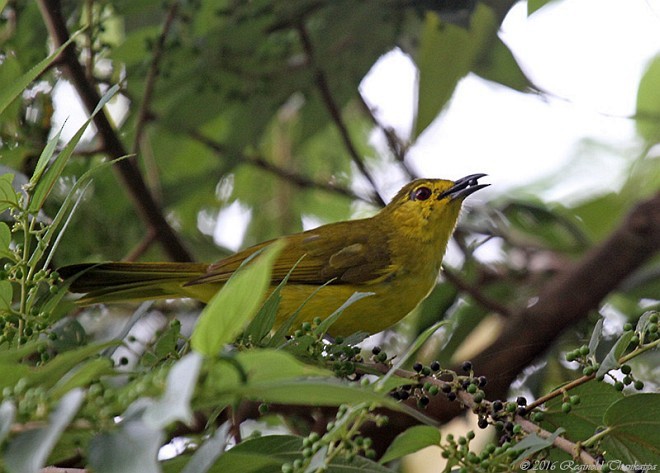 Yellow-browed Bulbul - Reginold Thankappa