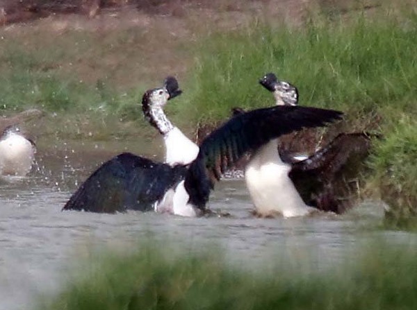 Knob-billed Duck - ML379167021