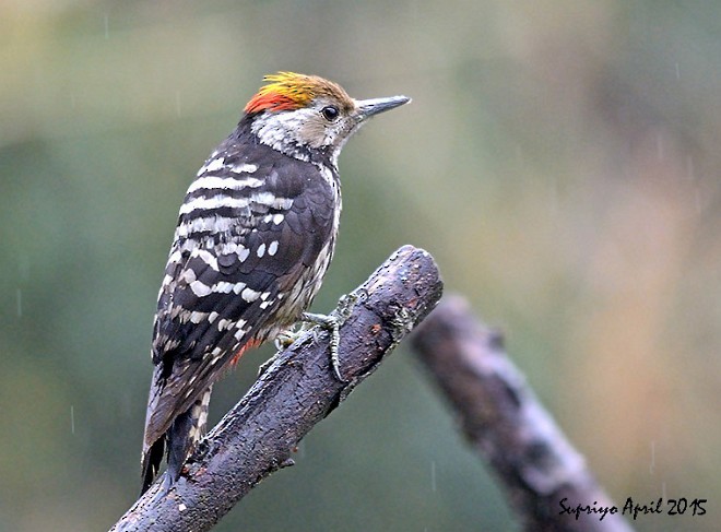 Brown-fronted Woodpecker - ML379167081