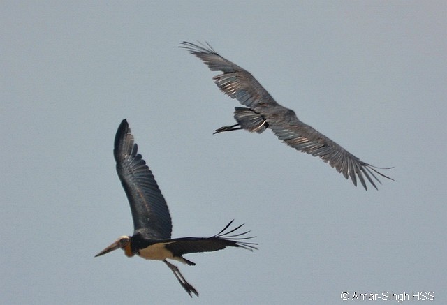 Lesser Adjutant - ML379167261