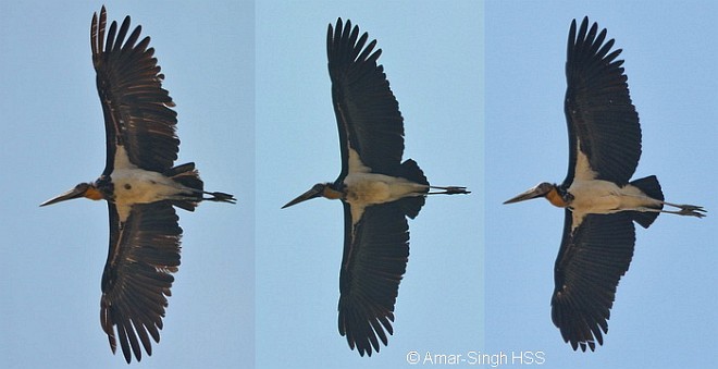 Lesser Adjutant - ML379167301