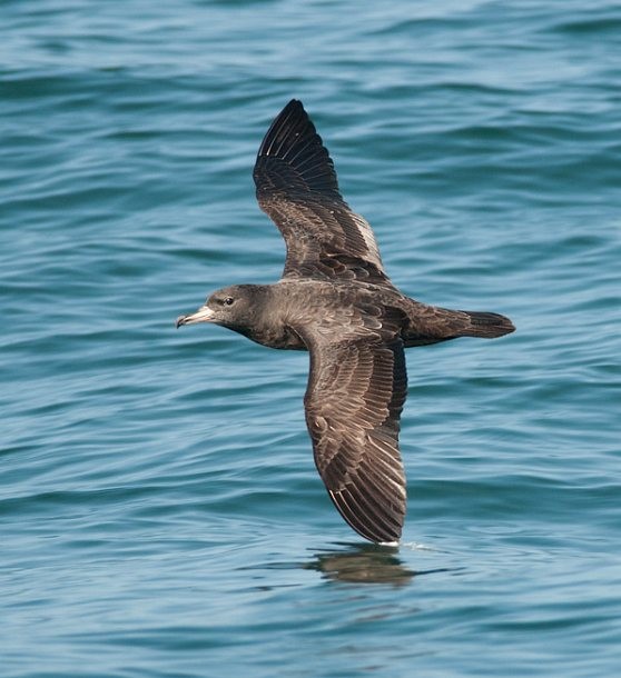 Flesh-footed Shearwater - ML379167901