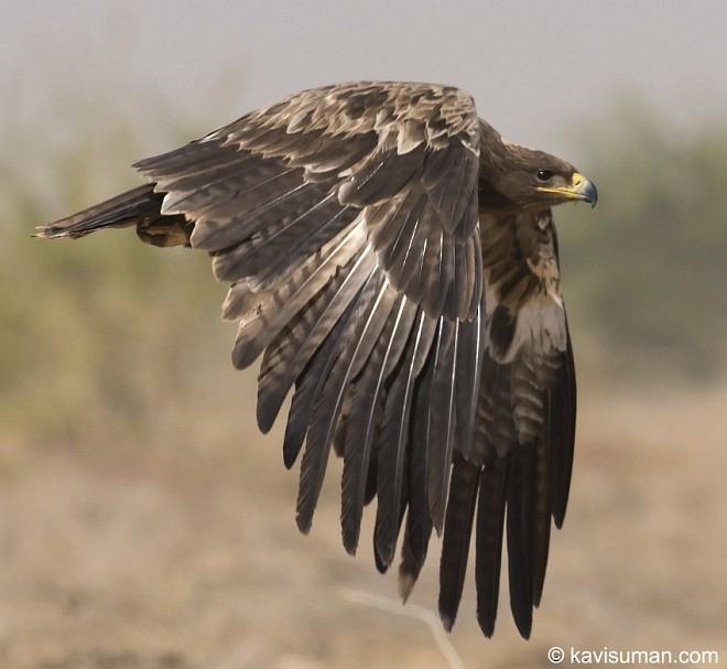 Águila Esteparia - ML379168471