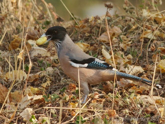 Black-headed Jay - ML379168581