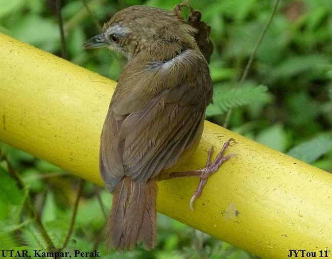 Abbott's Babbler - ML379168631