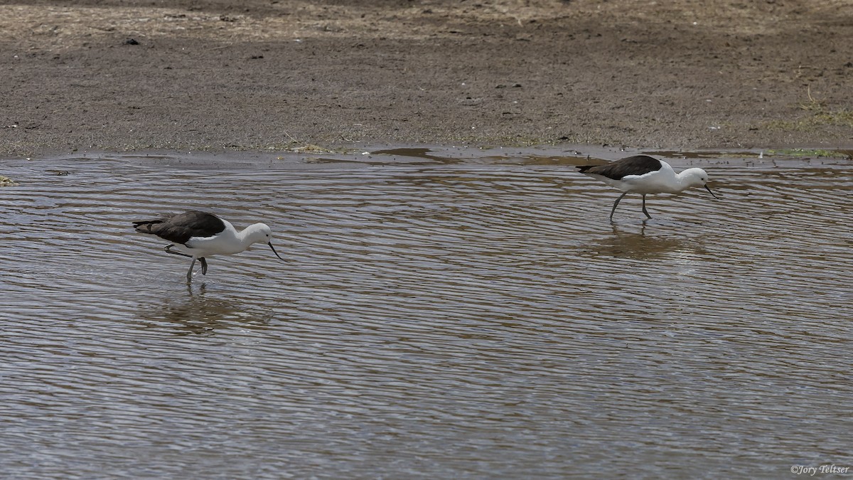 Avocette des Andes - ML379168821