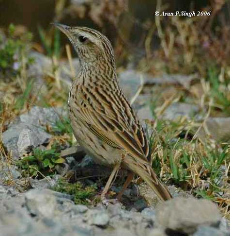 Upland Pipit - ML379168831