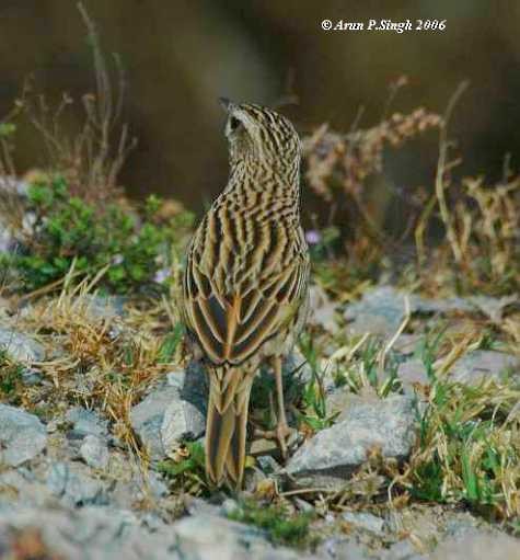 Upland Pipit - ML379168841