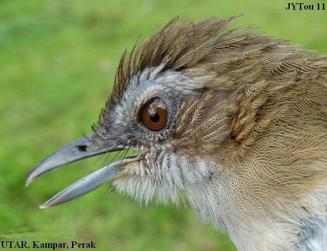 Abbott's Babbler - ML379168961