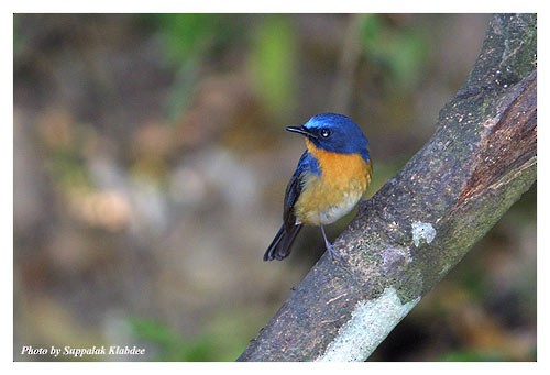 山藍仙鶲 - ML379169011