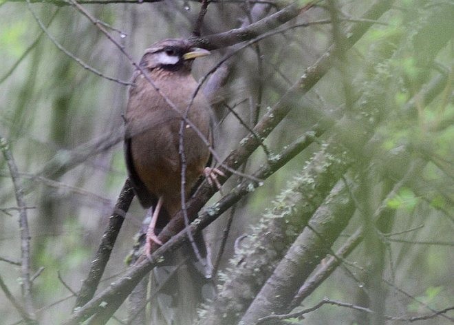 Snowy-cheeked Laughingthrush - ML379169051