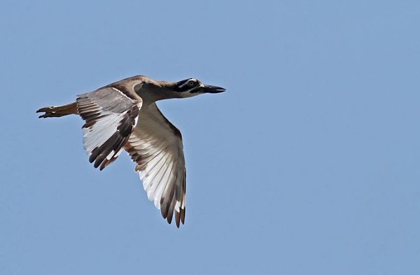 Beach Thick-knee - Peter Ericsson