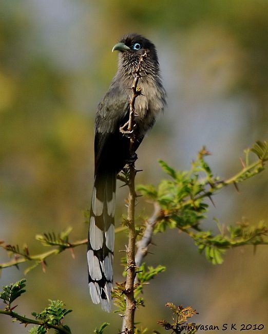 Blue-faced Malkoha - ML379169201