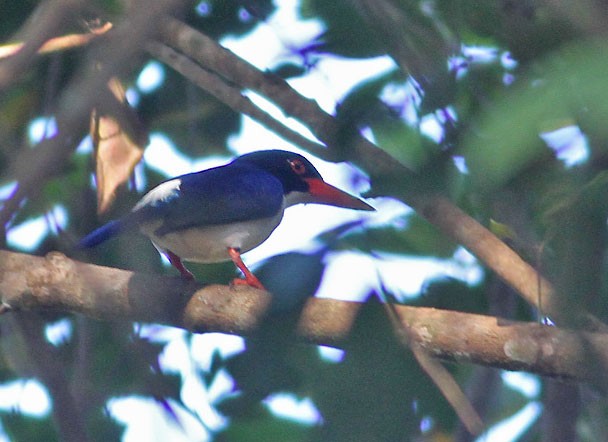 White-rumped Kingfisher - ML379169291