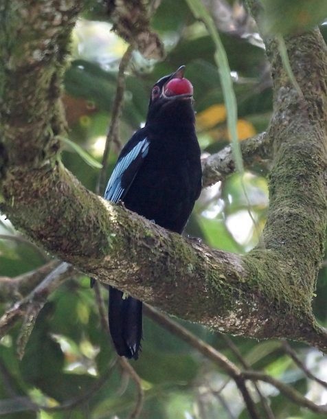 Sumatran Cochoa - ML379169561