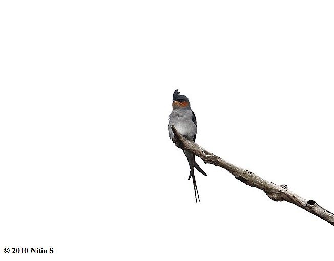 Crested Treeswift - ML379170061