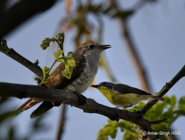 Golden-bellied Gerygone - Amar-Singh HSS