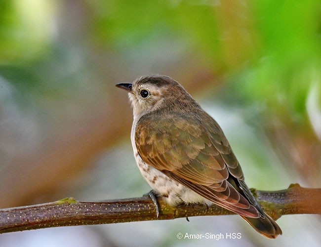 Little Bronze-Cuckoo (Little) - Amar-Singh HSS