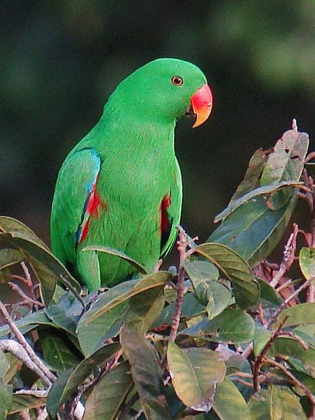 Moluccan Eclectus - ML379170321