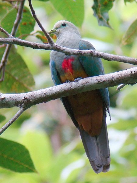 モルッカヒメアオバト - ML379170331