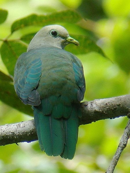 Scarlet-breasted Fruit-Dove - ML379170341