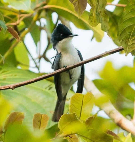 Moluccan Flycatcher - ML379170411