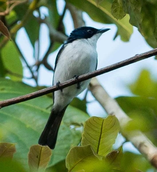 Moluccan Flycatcher - ML379170421