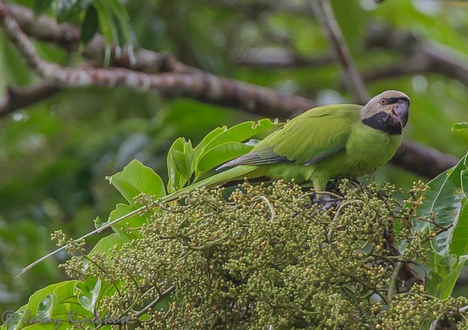 Nicobar Parakeet - ML379170471