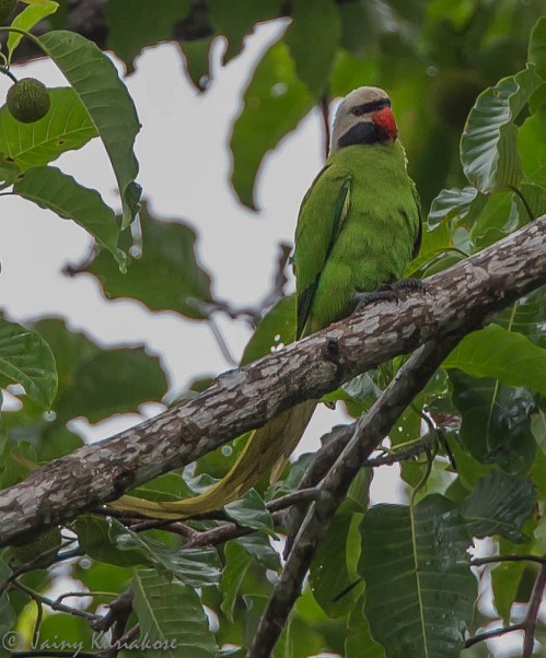 Nicobar Parakeet - Jainy Kuriakose