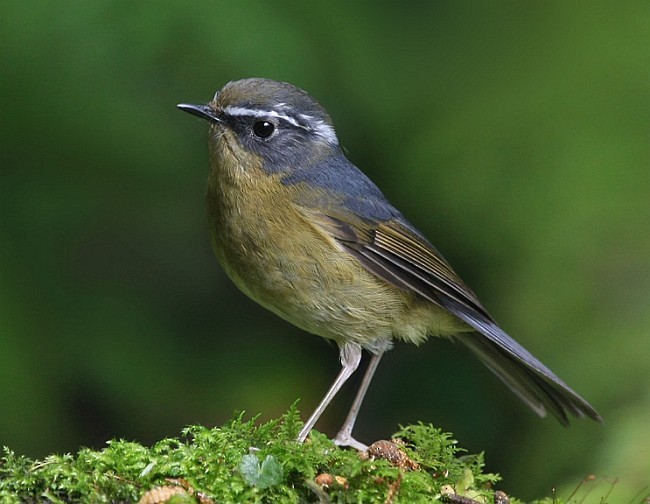 White-browed Bush-Robin - ML379170691