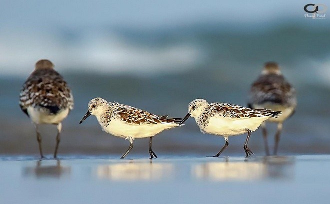 Bécasseau sanderling - ML379170711