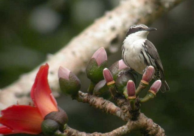 Stripe-sided Rhabdornis - ML379170741