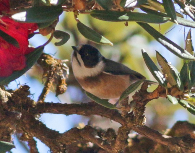 Black-browed Tit (Burmese) - David Fisher