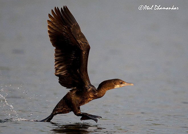 Cormorán de Java - ML379171251