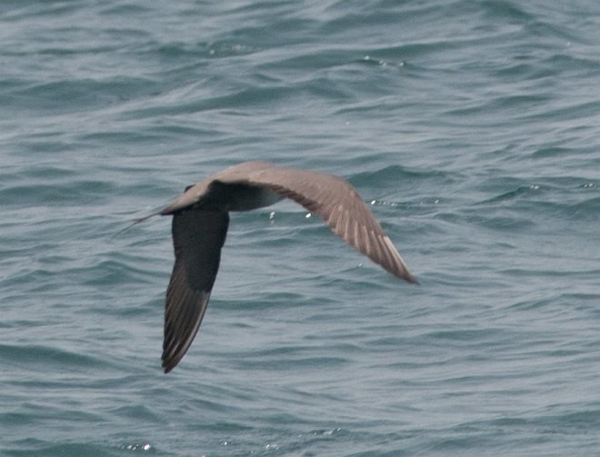 Long-tailed Jaeger - ML379171501