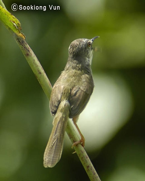 Yellow-bellied Prinia (Yellow-bellied) - ML379171821