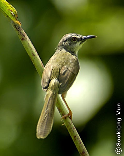 Yellow-bellied Prinia (Yellow-bellied) - ML379171831