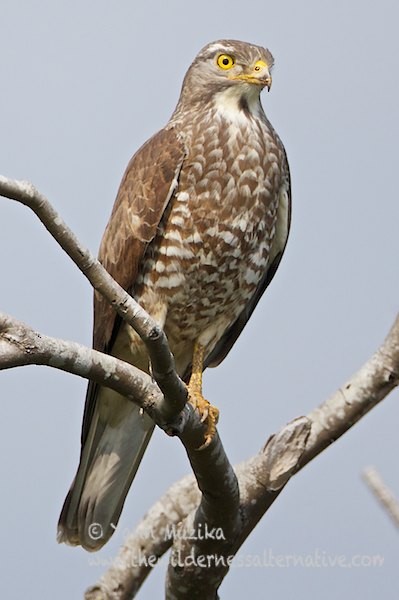 Gray-faced Buzzard - ML379172371