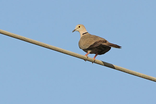 Burmese Collared-Dove - ML379172401