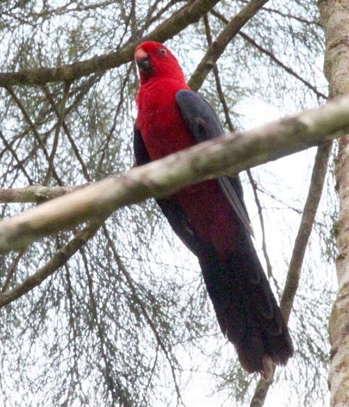 Moluccan King-Parrot - Hanom Bashari