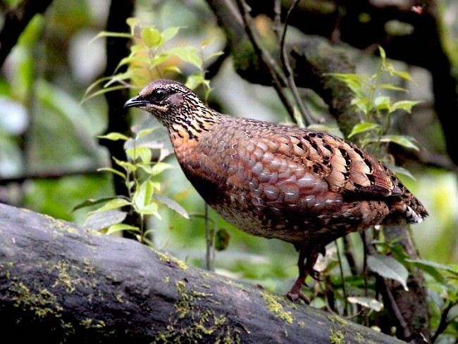 Sichuan Partridge - ML379173691