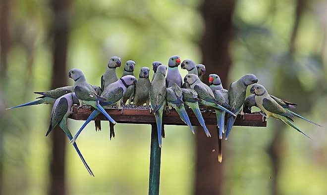 Malabar Parakeet - ML379174651