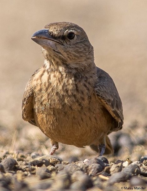 Rufous-tailed Lark - ML379174801