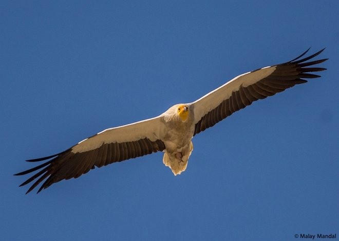 רחם מדברי - ML379174821