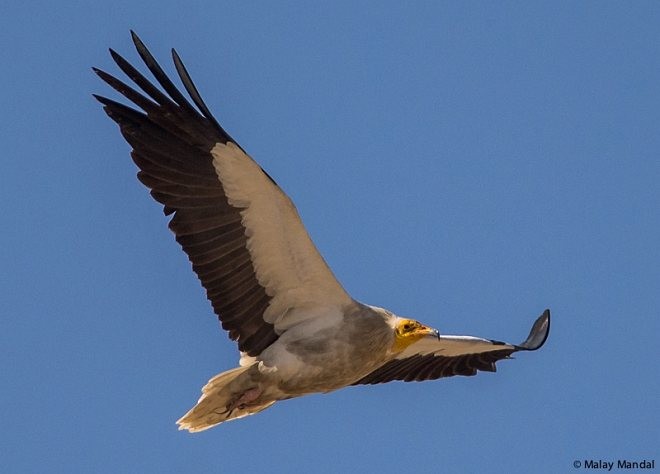 רחם מדברי - ML379174851