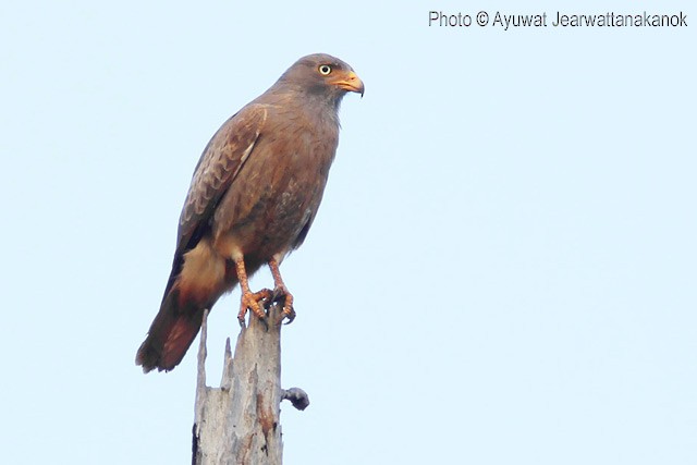 Rufous-winged Buzzard - ML379176341