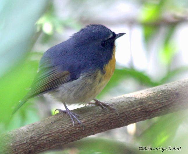 ムネアカヒタキ - ML379176541