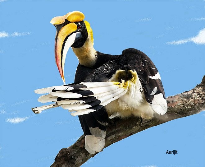 Great Hornbill - ML379177261