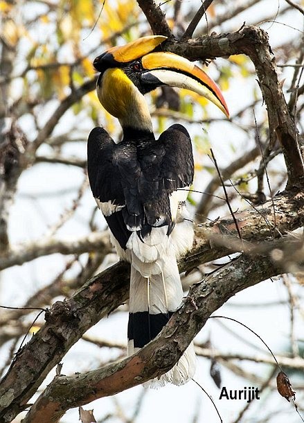 Great Hornbill - ML379177401